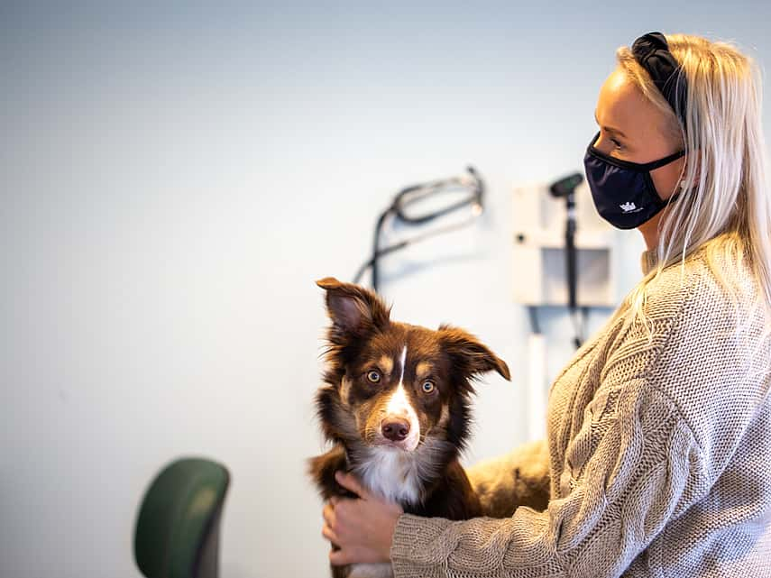 Examen médical chez le chien