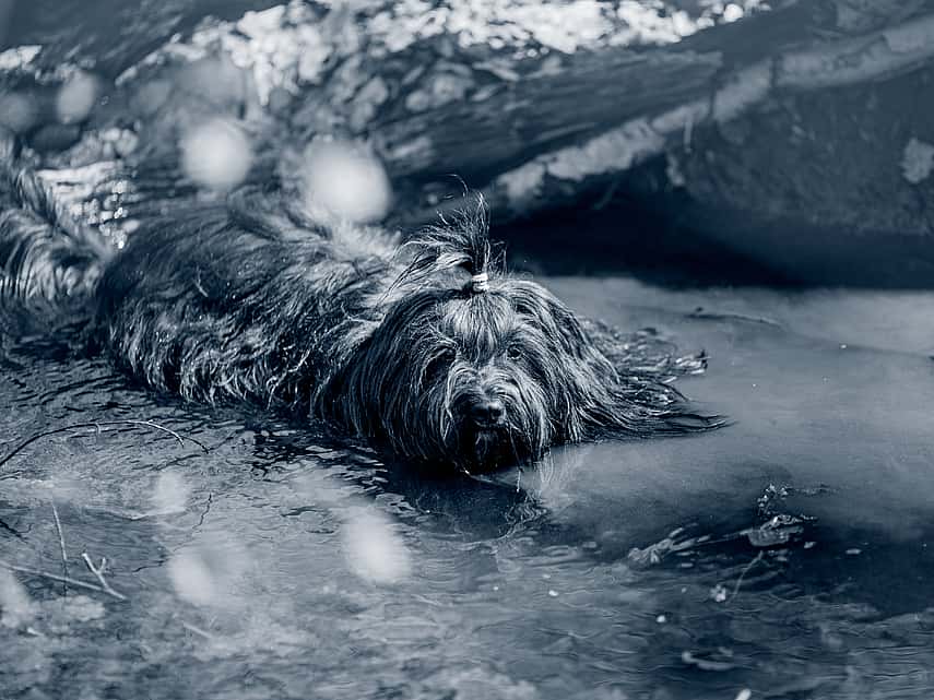 Leptospirose chez le chien