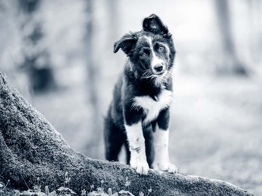 Stérilisation du chien