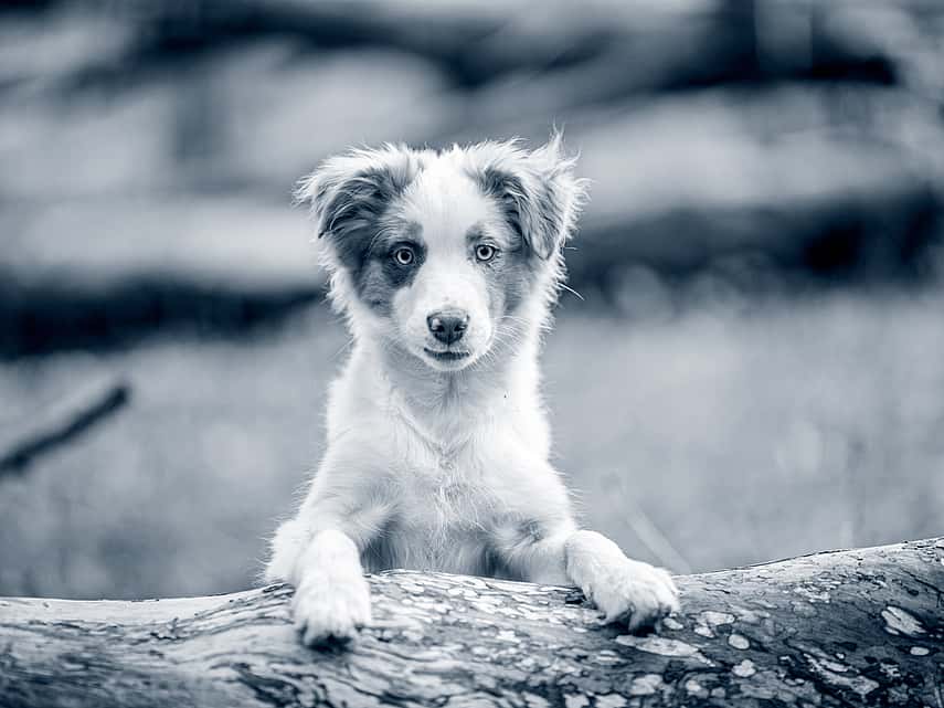 Comment apprendre la propreté à son chiot