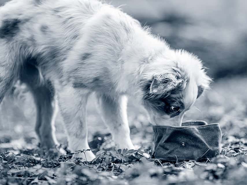 Tout savoir sur l'alimentation de son chiot