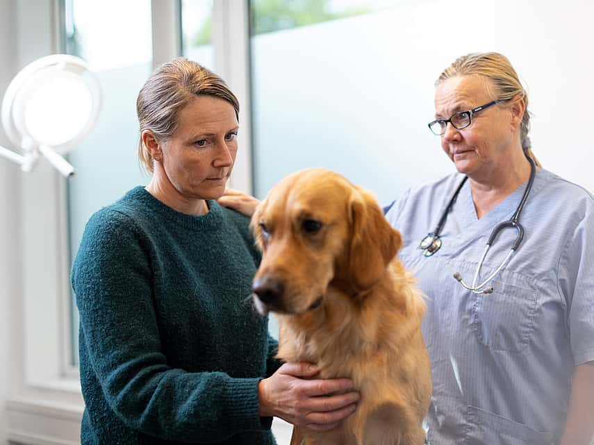 Sténose aortique chez le chien