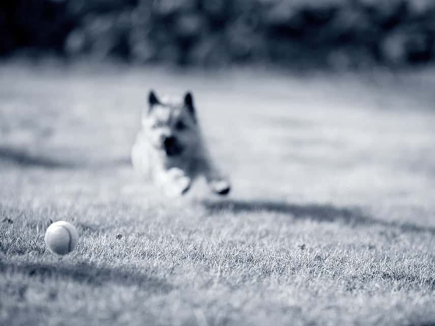 Chien qui a avalé un objet étranger