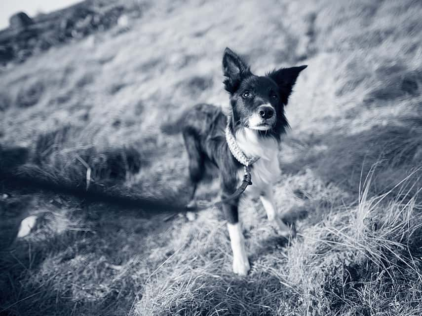 Chien qui a du mal à respirer