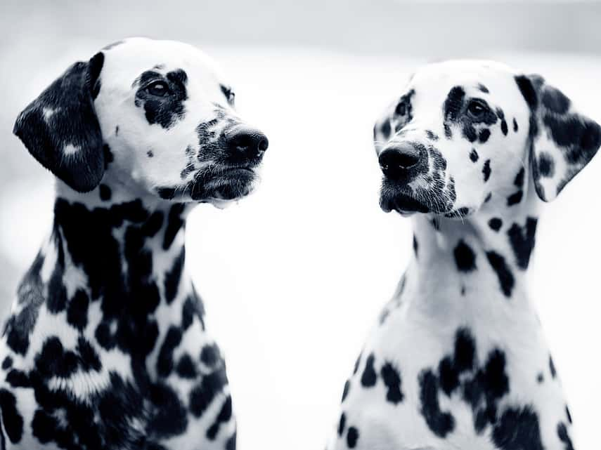 Pancréatite chez le chien