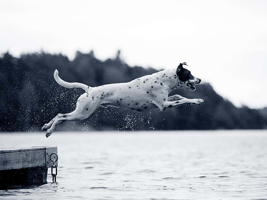 Dépistage de la dysplasie de la hanche et du coude chez le chien