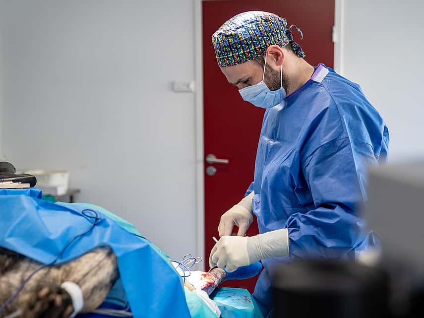 Service de chirurgie vétérinaire à la clinique AniCura TIROVet à Rennes
