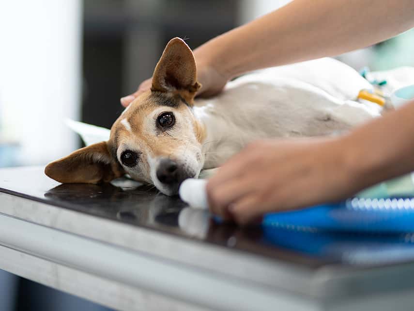 Collapsus trachéal chez le chien