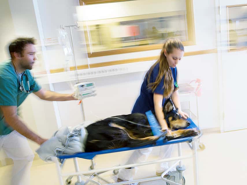 Le service d'urgences vétérinaires de la clinique vétérinaire AniCura Belleville située à Belleville en Beaujolais entre Mâcon et Lyon