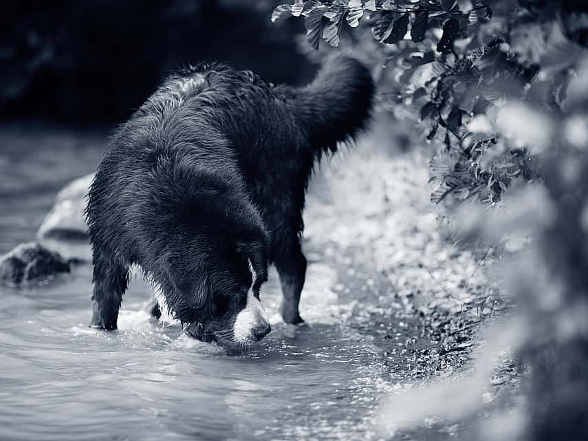 Maladie d’Addison chez le chien