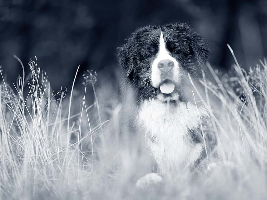 Tiques et traitement préventif chez le chien