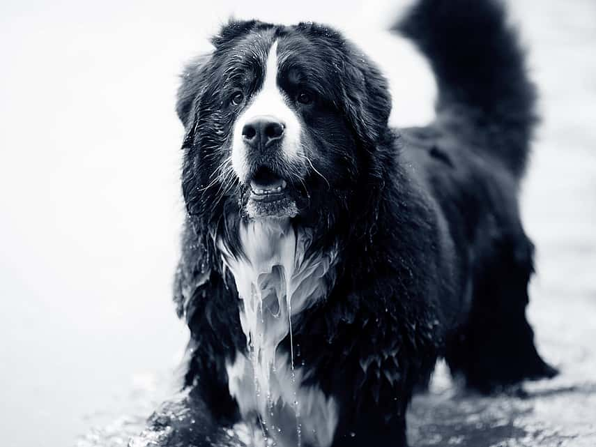 Yeux qui pleurent chez le chien