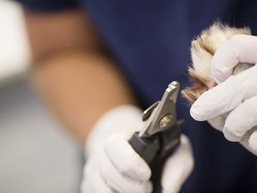 Blessures au niveau des griffes du chien
