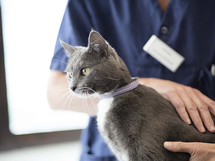 Gestion des sondes naso-oesophagiennes chez le chat