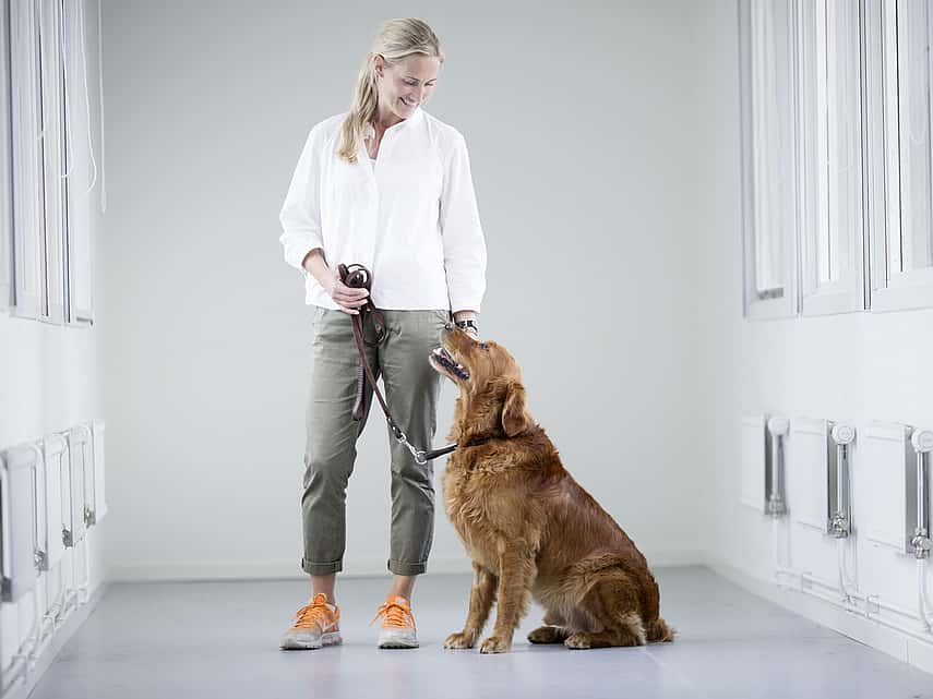 Examen clinique chez le chien