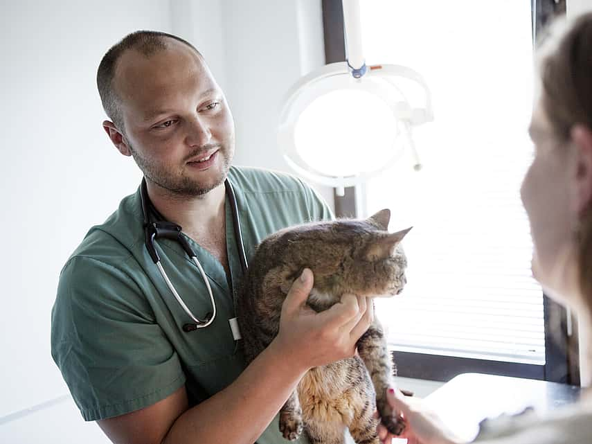 Tumeur mammaire chez le chat