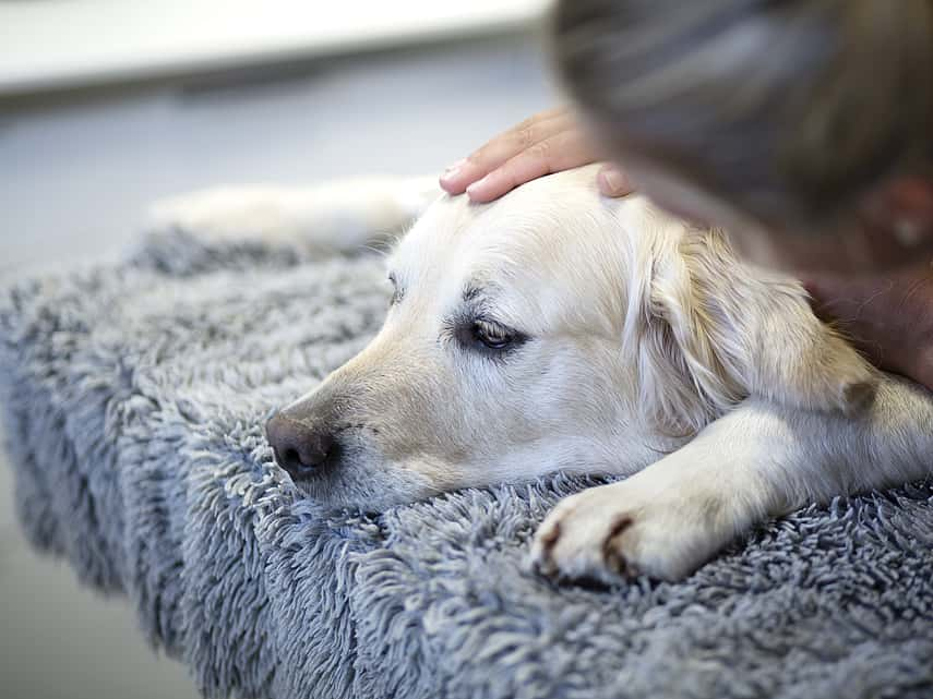 Vomissements chez le chien