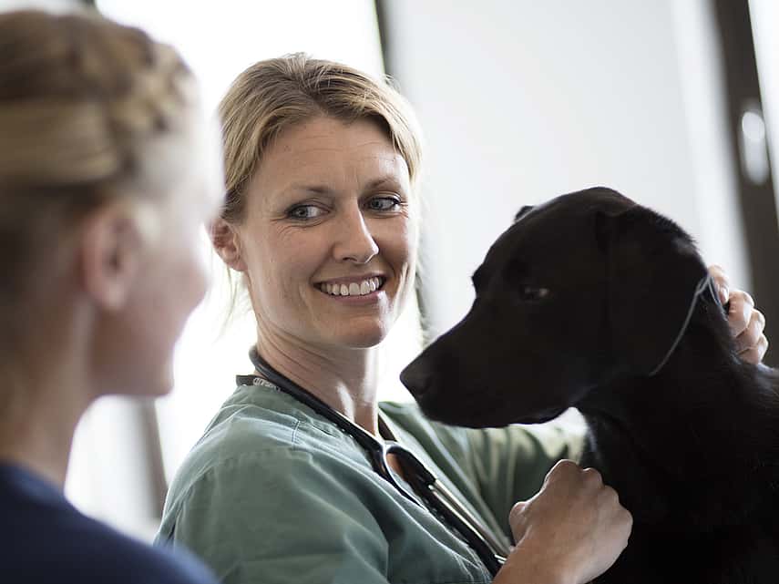Examen dermatologique chez le chien