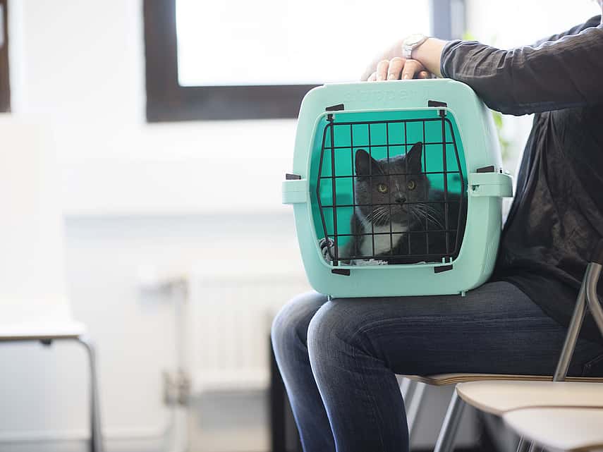 Préparer la visite de son chat chez le vétérinaire