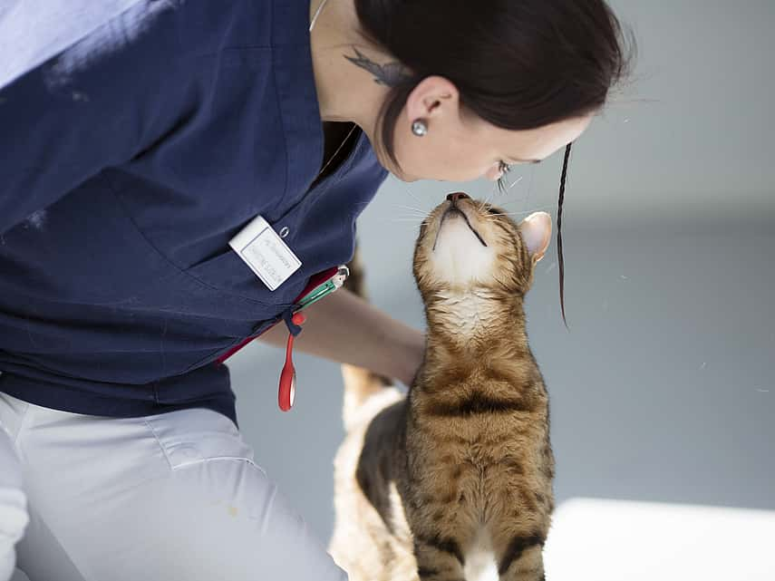 Tumeur chez le chat