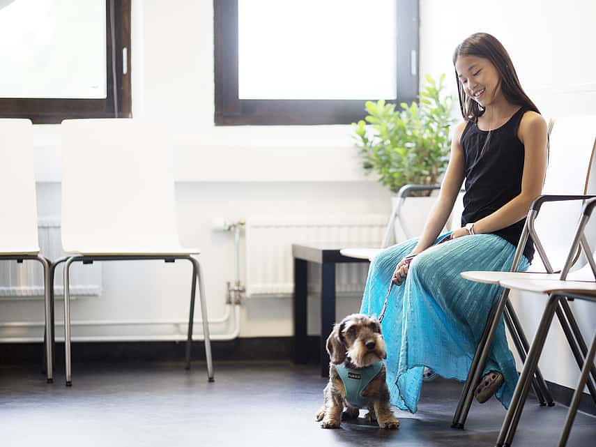 Passeport européen pour animaux chez le chien