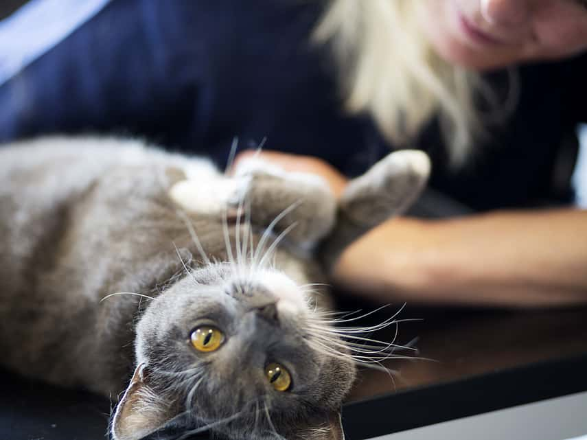 Thérapie laser pour le chat