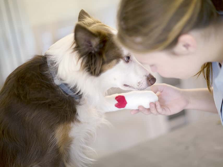 Retrait d'un membre (Amputation) chez le chien