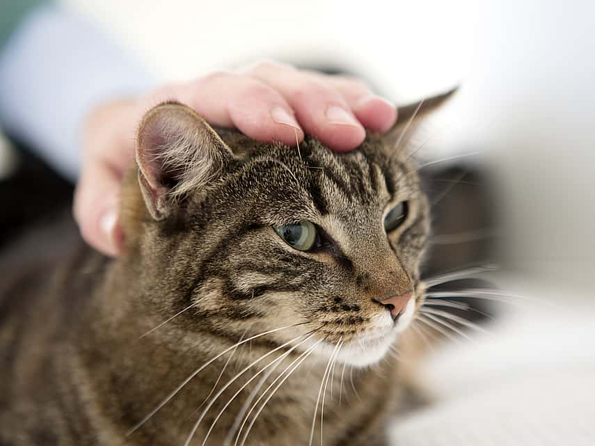 Mon chat se gratte l'oreille : comment traiter l'inflammation des