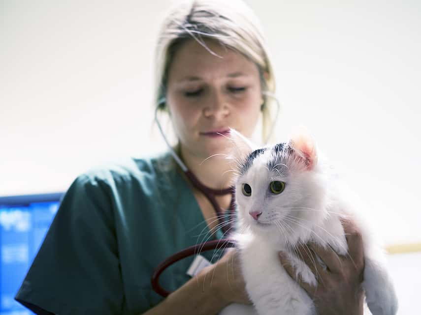 Bilan de santé du chat