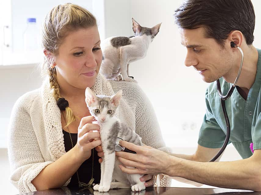 Examen médical chez le chat