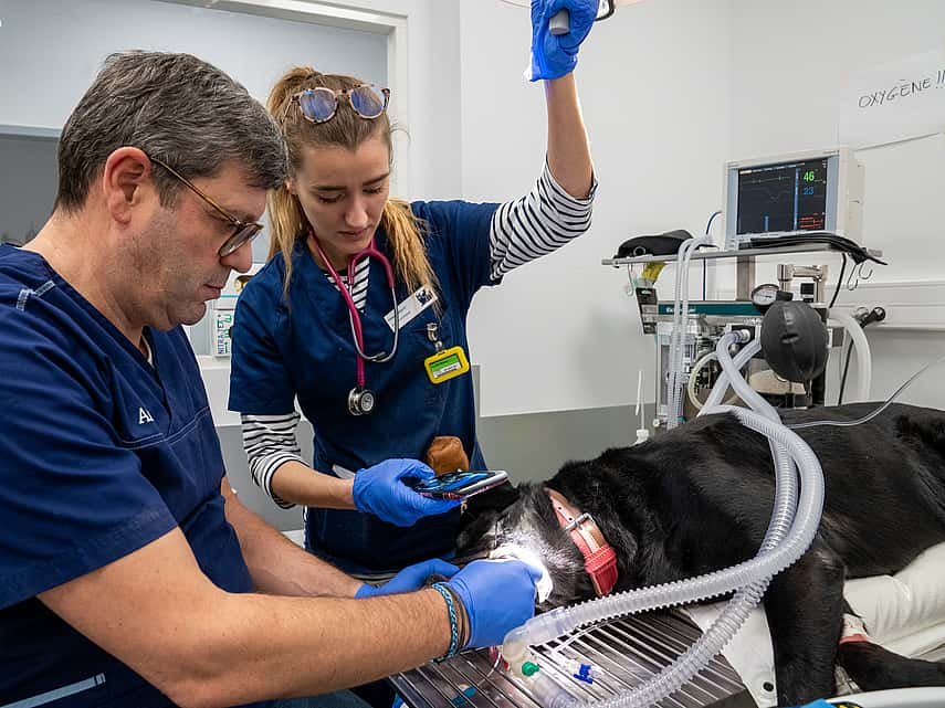 Service de dentisterie vétérinaire au CVv AniCura Nordvet à La Madeleine (près de Lille)