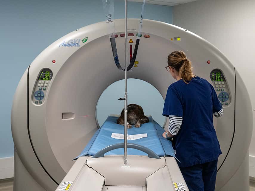 Service d'imagerie médicale au CHV AniCura Nordvet à La Madeleine (près de Lille)