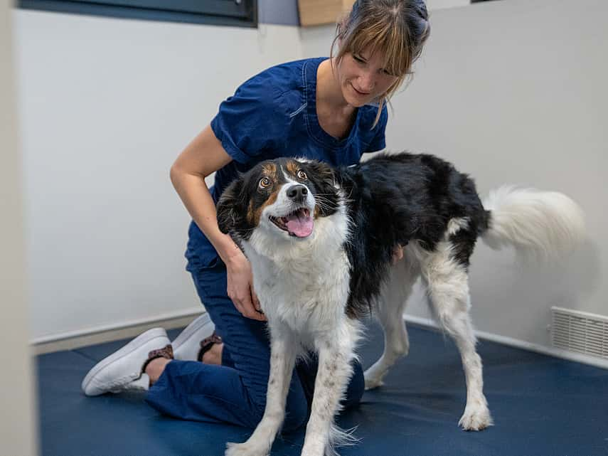 Service de physiothérapie au CHV AniCura Nordvet à La Madeleine (près de Lille)