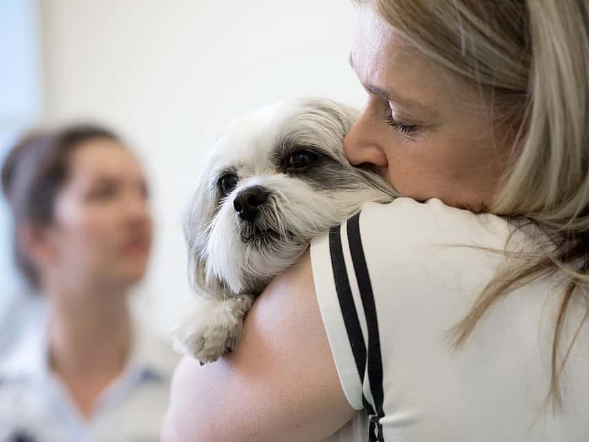 Posthite chez le chien (inflammation du prépuce)