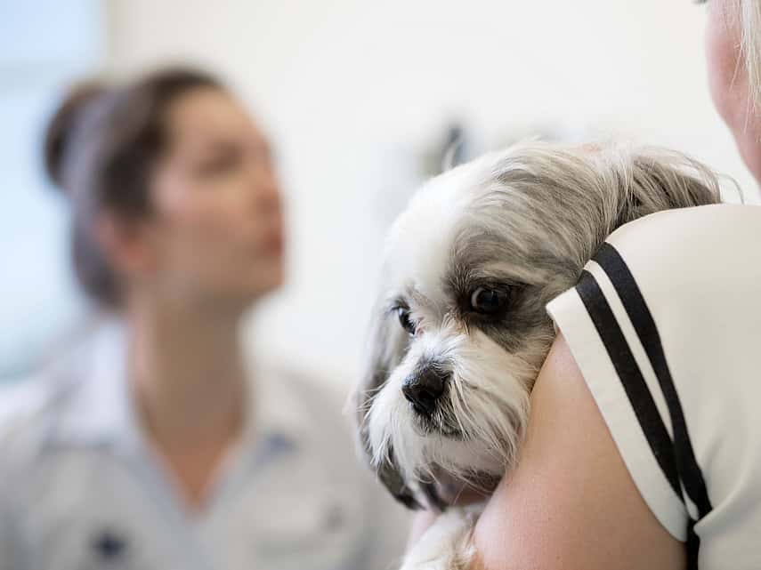 Insuffisance cardiaque chez le chien