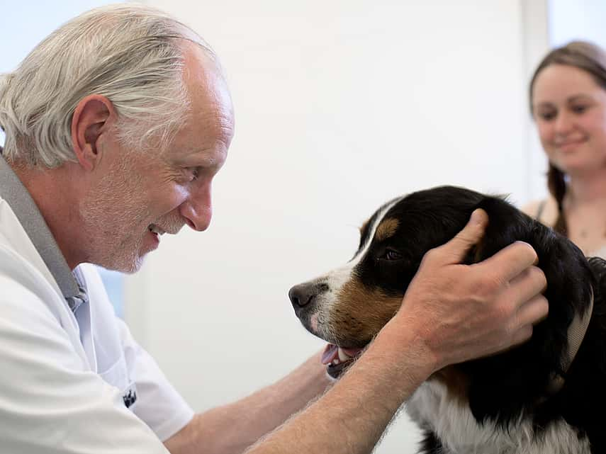 Épilepsie chez le chien