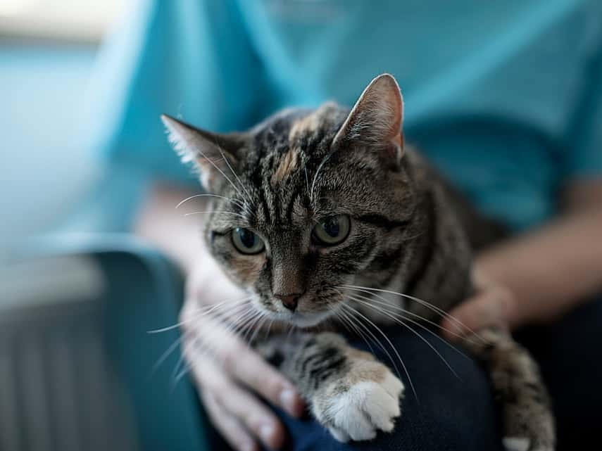 Empoisonnement au chocolat chez le chat