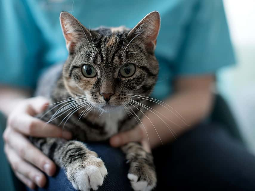 Retrait d'un membre (Amputation) chez le chat