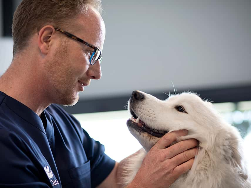 Allergies chez le chien