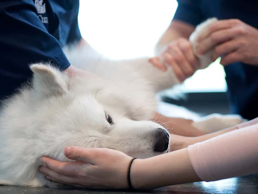 Prise en charge d'un chien paralysé