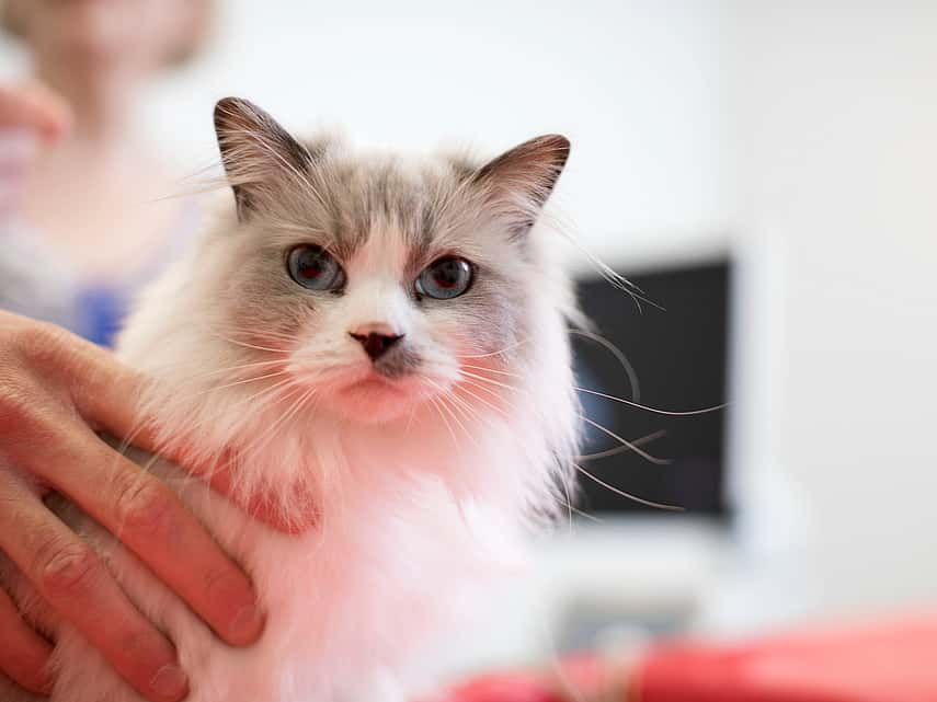 Chat qui a avalé un corps étranger