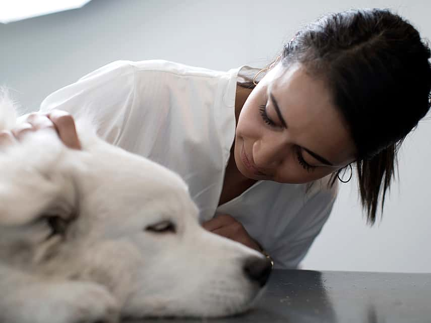 Radiothérapie chez le chien