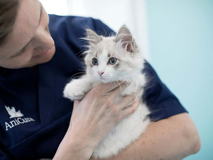 Asthme Chat : Symptôme & Traitement asthme chat | AniCura France