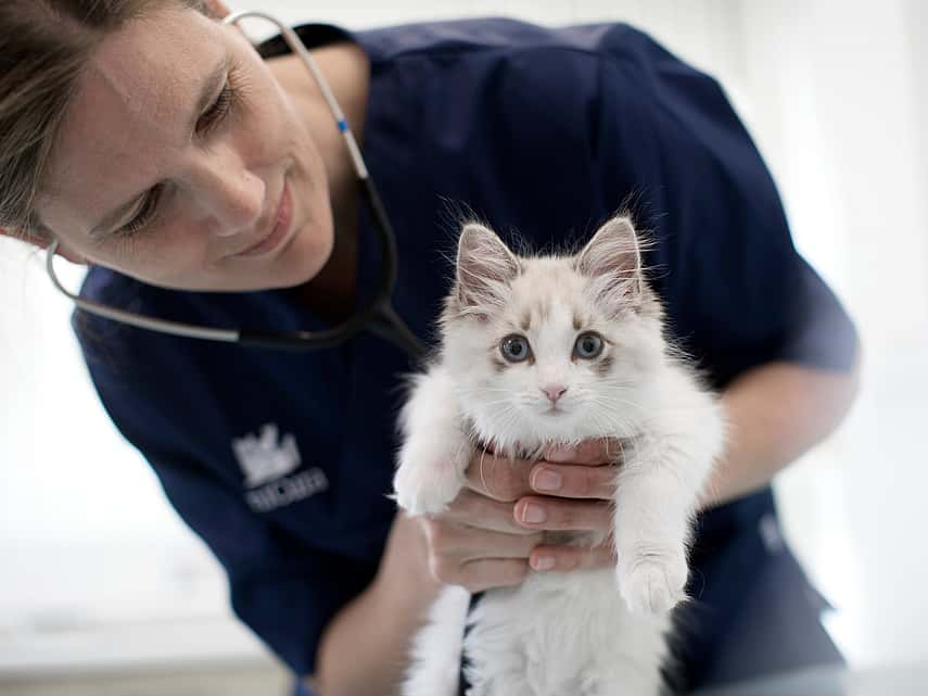 Démangeaisons chez le chat