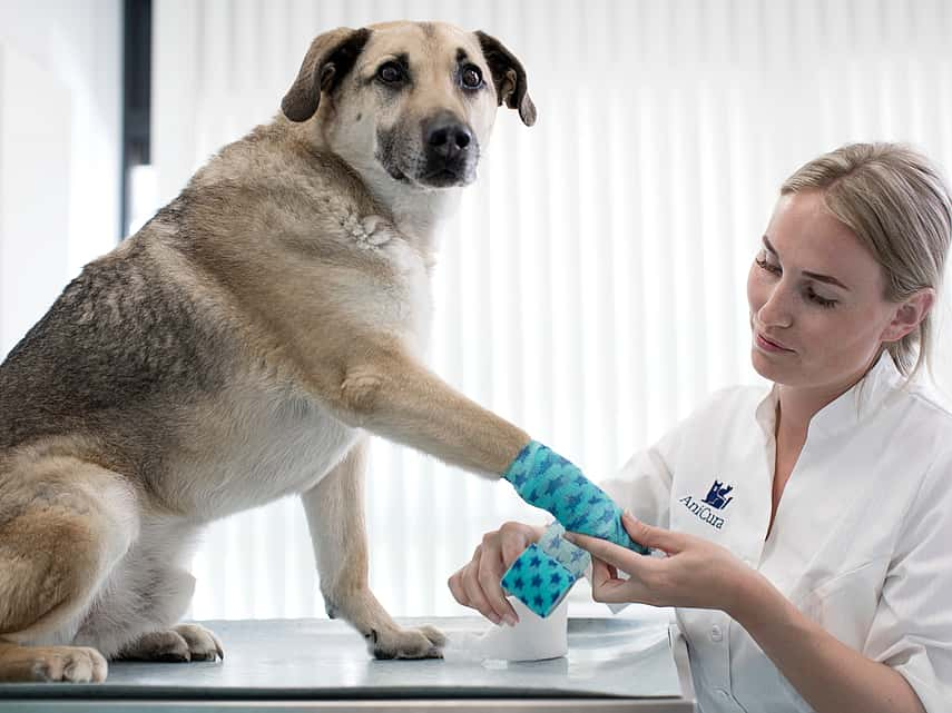 Masses cutanées chez le chien