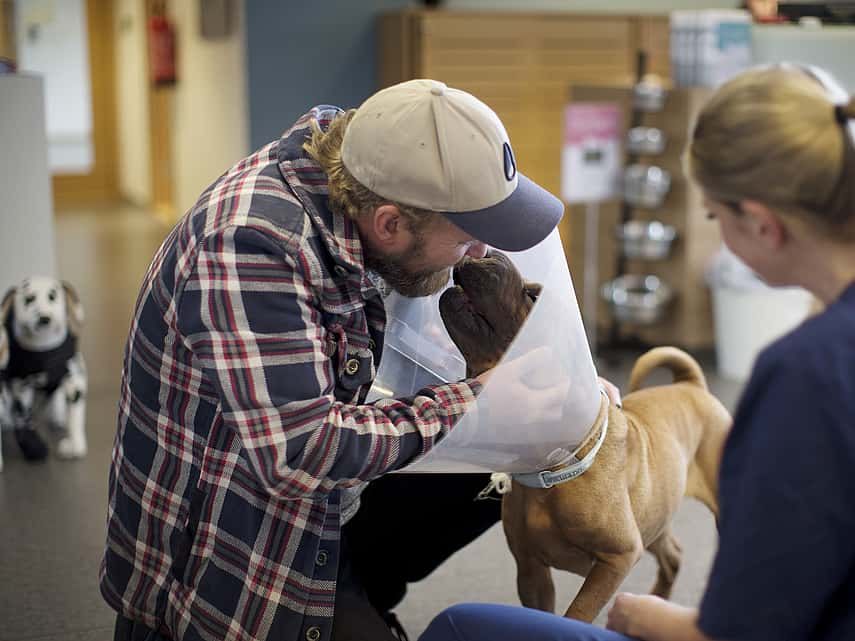 Dermatite à levures chez le chien