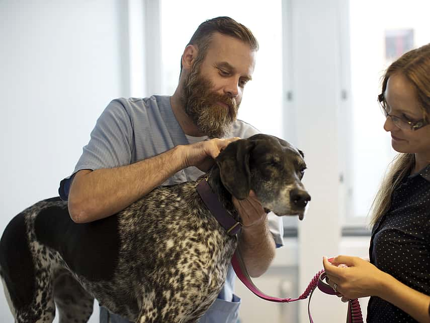 Incontinence urinaire chez le chien