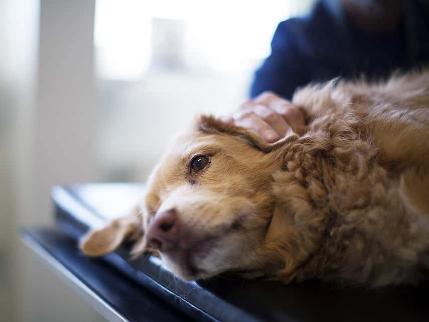 Gastroscopie chez le chien