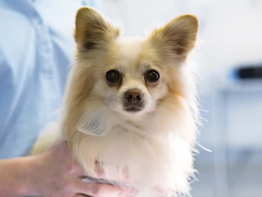 Examen oculaire chez le chien