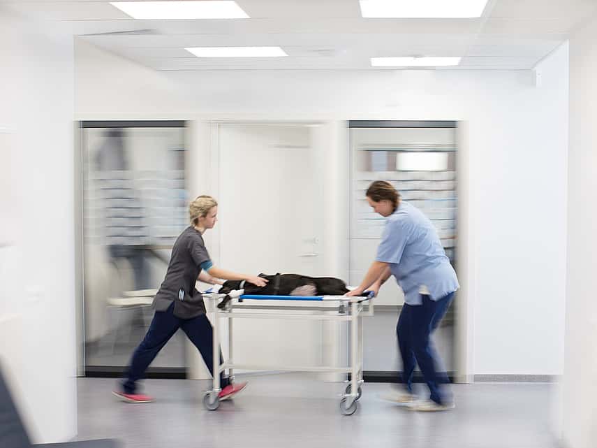 Urgences vétérinaires, vétérinaire de garde à Marcq-en-Barœul près de Lille